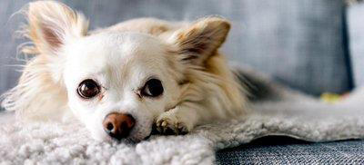 宠物的冷知识科普，以下的知识点，值得你去了解