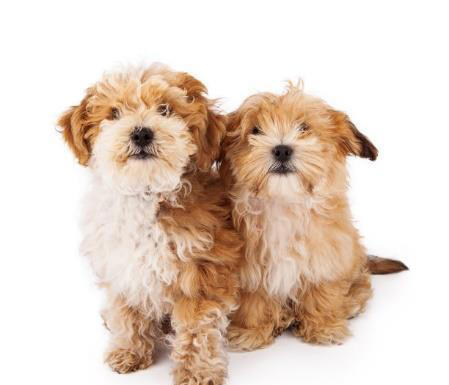 宠物的冷知识科普，以下的知识点，值得你去了解