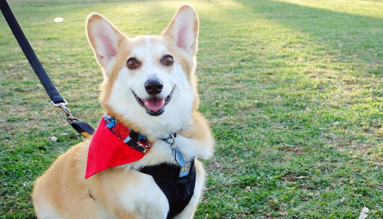 宠物的冷知识科普，以下的知识点，值得你去了解