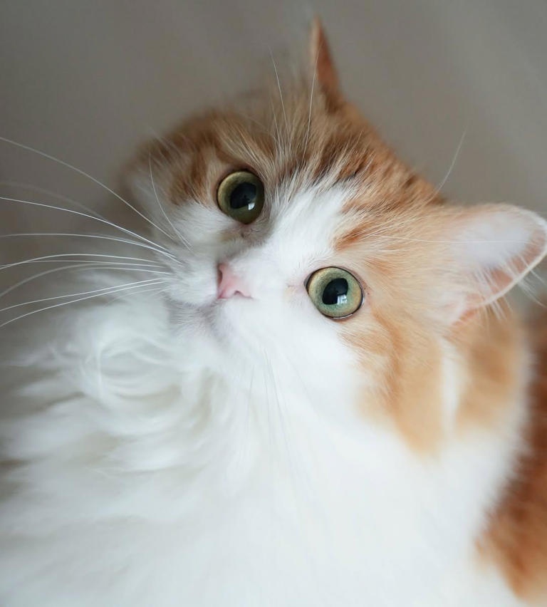 为什么猫咪没有体味？揭秘猫咪气味“好闻”的几大原因！