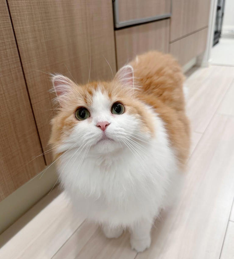 为什么猫咪没有体味？揭秘猫咪气味“好闻”的几大原因！