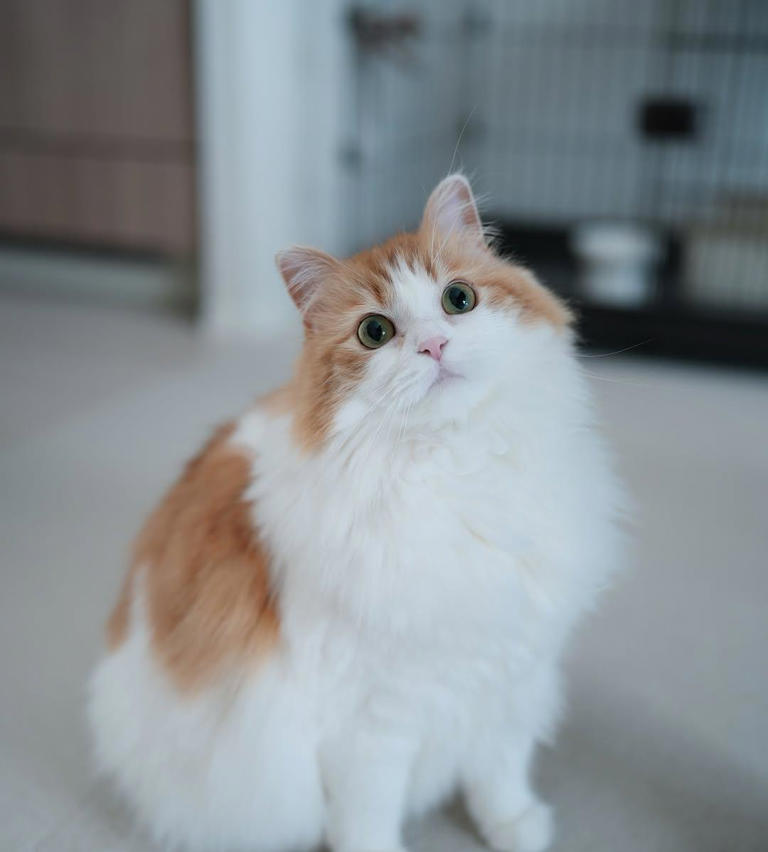 为什么猫咪没有体味？揭秘猫咪气味“好闻”的几大原因！