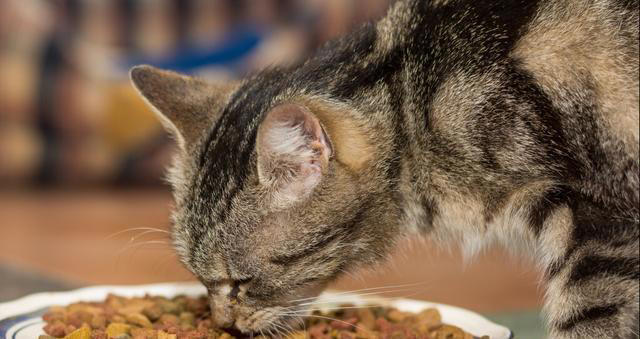 猫咪肠胃不好，不要“急病乱投医”，它是有征兆的