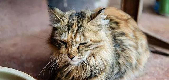 猫咪肠胃不好，不要“急病乱投医”，它是有征兆的