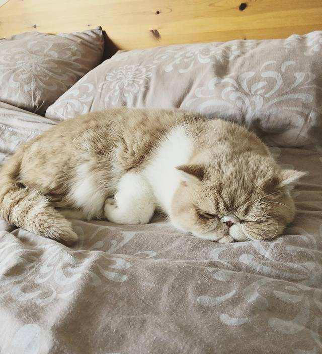 猫咪肠胃不好，不要“急病乱投医”，它是有征兆的