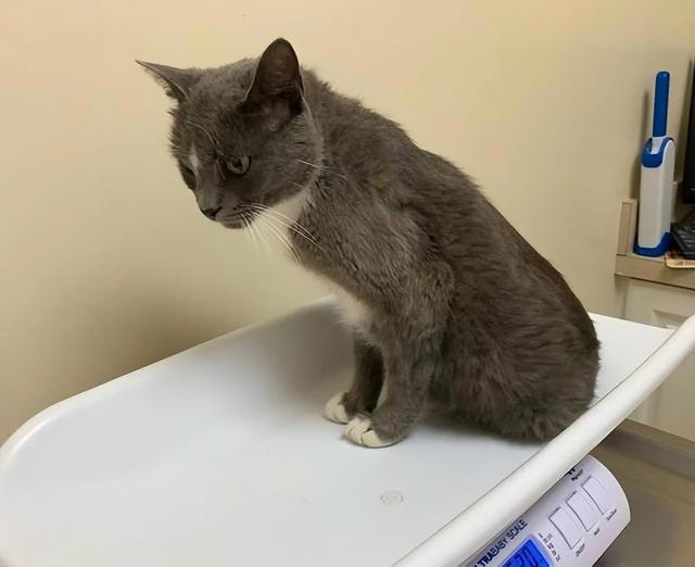 猫咪肠胃不好，不要“急病乱投医”，它是有征兆的