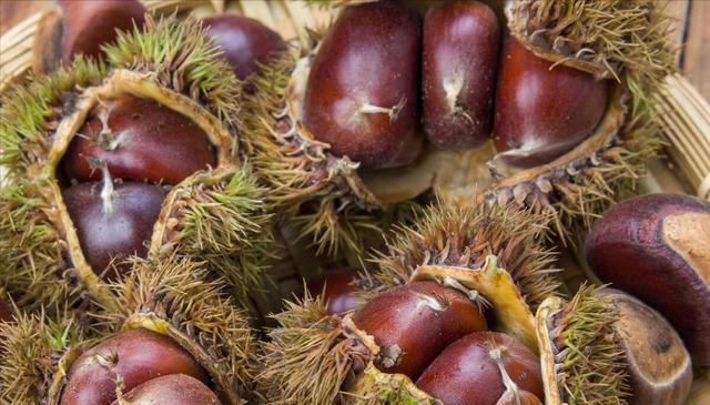 保存板栗，先煮熟还是直接冷冻？方法用对了，放一年照样软糯鲜甜