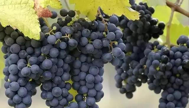 肝不好的人，这几种水果可以多吃点，或能让肝脏更加红润