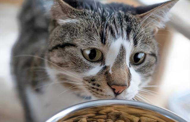 7个简单步骤，让你的猫咪拥有健康“饮食习惯”！