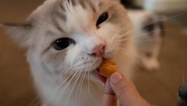 7个简单步骤，让你的猫咪拥有健康“饮食习惯”！