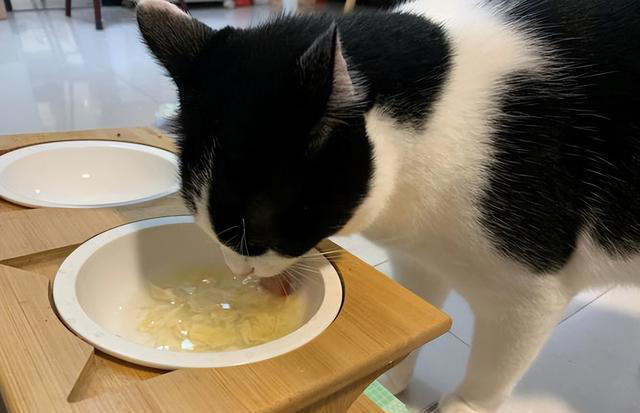 7个简单步骤，让你的猫咪拥有健康“饮食习惯”！