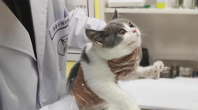 7个简单步骤，让你的猫咪拥有健康“饮食习惯”！