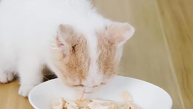 7个简单步骤，让你的猫咪拥有健康“饮食习惯”！