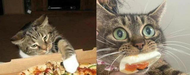 7个简单步骤，让你的猫咪拥有健康“饮食习惯”！