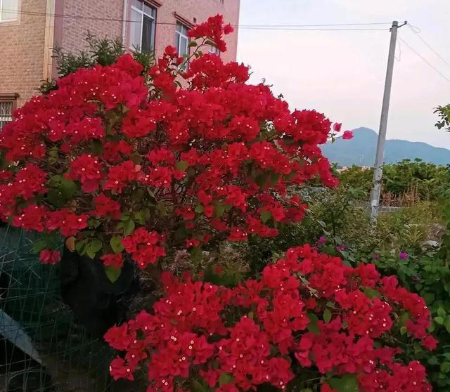 盆栽只长叶不开花，都是4点没做好，速速改正，年年开爆盆