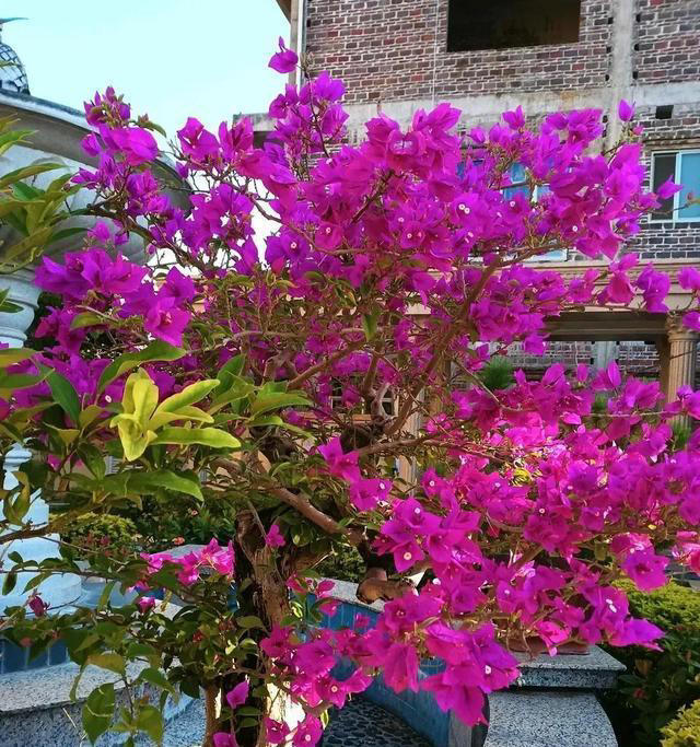 盆栽只长叶不开花，都是4点没做好，速速改正，年年开爆盆