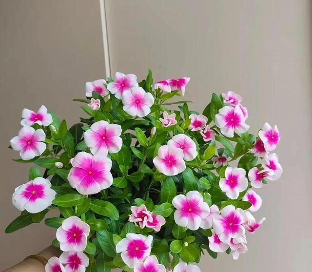 盆栽只长叶不开花，都是4点没做好，速速改正，年年开爆盆