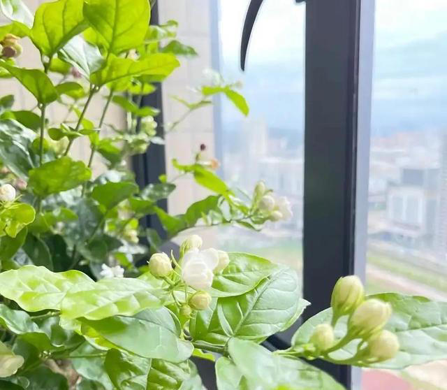 盆栽只长叶不开花，都是4点没做好，速速改正，年年开爆盆