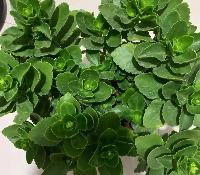 盆栽只长叶不开花，都是4点没做好，速速改正，年年开爆盆