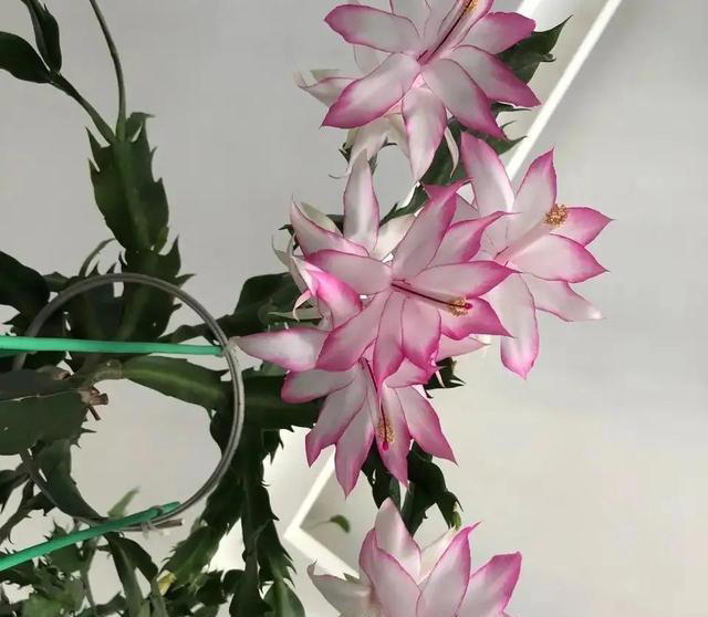 盆栽只长叶不开花，都是4点没做好，速速改正，年年开爆盆