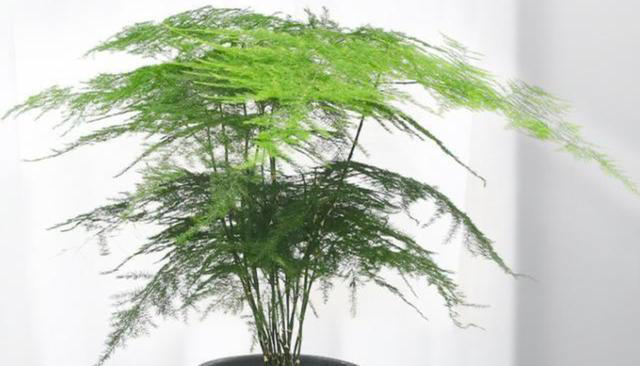 4种花“有助睡眠”，卧室养一盆，空气清新，睡得香