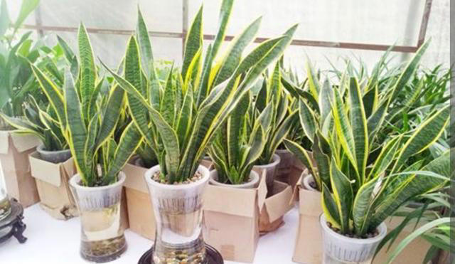 4种花“有助睡眠”，卧室养一盆，空气清新，睡得香