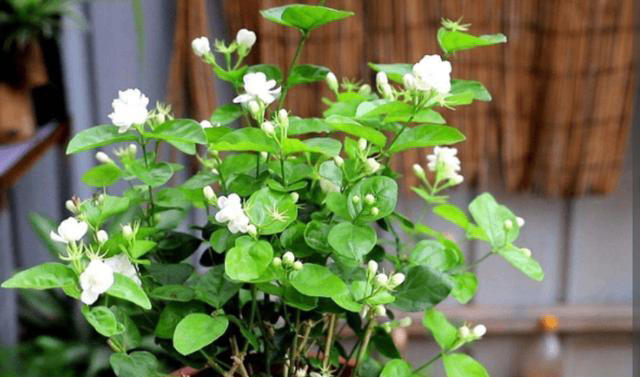 4种花“有助睡眠”，卧室养一盆，空气清新，睡得香