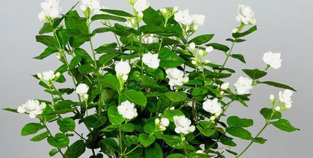 4种花“有助睡眠”，卧室养一盆，空气清新，睡得香