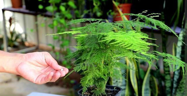 4种花“有助睡眠”，卧室养一盆，空气清新，睡得香