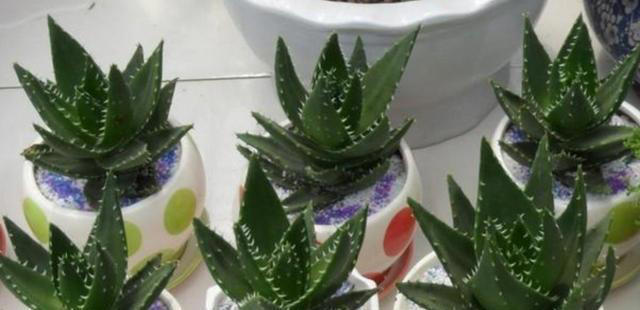 4种花“有助睡眠”，卧室养一盆，空气清新，睡得香