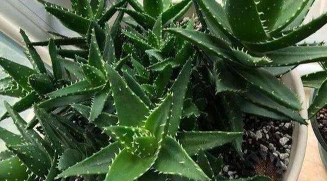 4种花“有助睡眠”，卧室养一盆，空气清新，睡得香