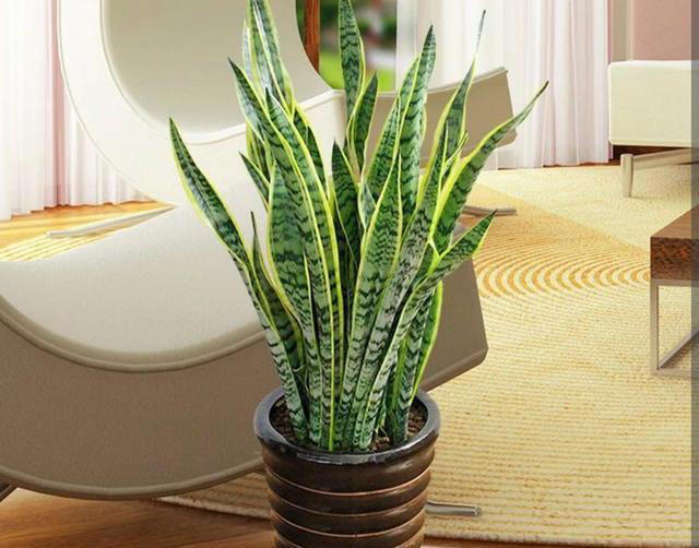 4种花“有助睡眠”，卧室养一盆，空气清新，睡得香