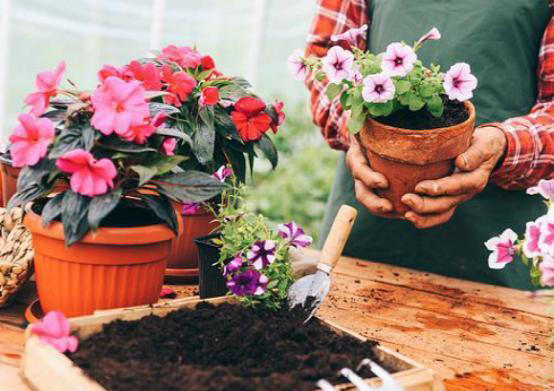 “家有5花，不富也发”！老祖宗的话也有大道理，看看你家有没有