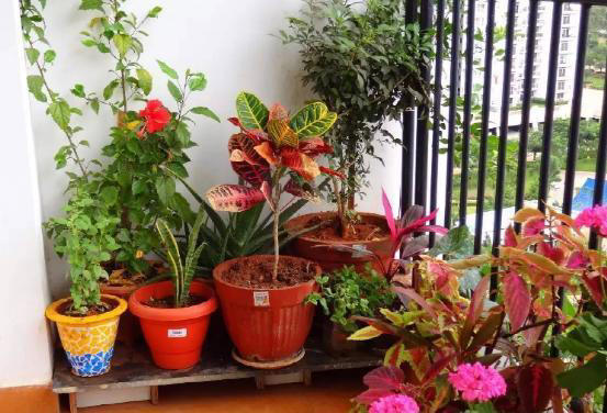 “家有5花，不富也发”！老祖宗的话也有大道理，看看你家有没有