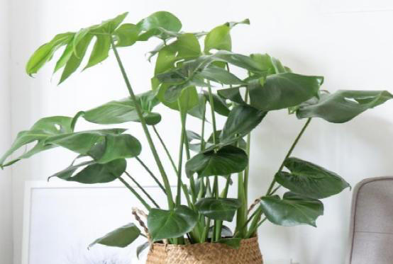 “家有5花，不富也发”！老祖宗的话也有大道理，看看你家有没有