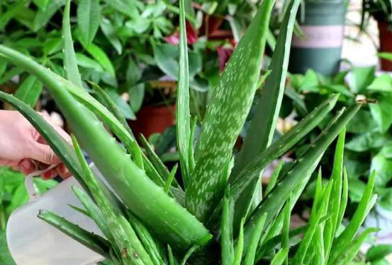 “家有5花，不富也发”！老祖宗的话也有大道理，看看你家有没有