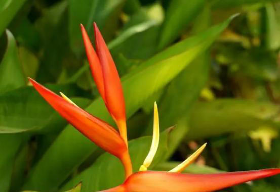 “家有5花，不富也发”！老祖宗的话也有大道理，看看你家有没有