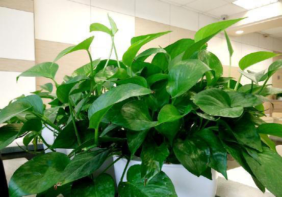 “家有5花，不富也发”！老祖宗的话也有大道理，看看你家有没有