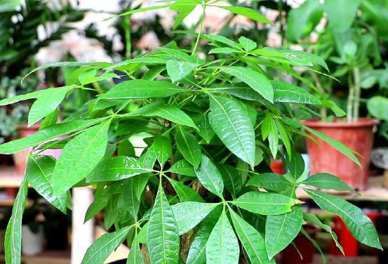 “家有5花，不富也发”！老祖宗的话也有大道理，看看你家有没有