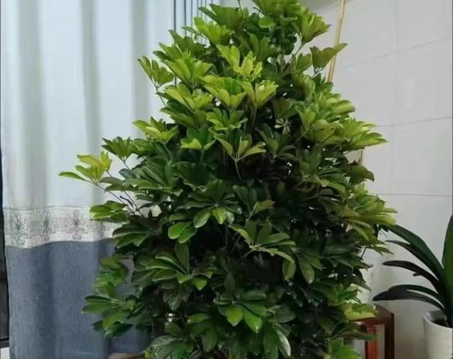 吸甲醛最厉害的10种花，养一盆空气越来越干净