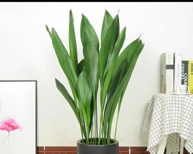 吸甲醛最厉害的10种花，养一盆空气越来越干净