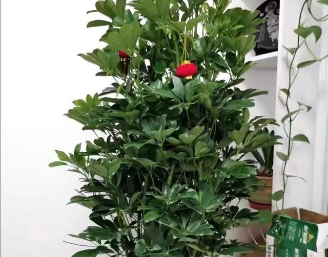 吸甲醛最厉害的10种花，养一盆空气越来越干净