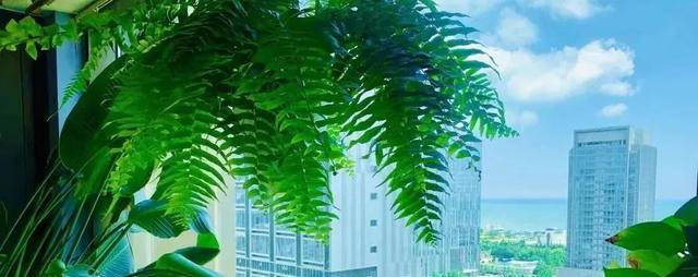 吸甲醛最厉害的10种花，养一盆空气越来越干净