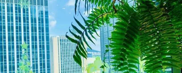 吸甲醛最厉害的10种花，养一盆空气越来越干净