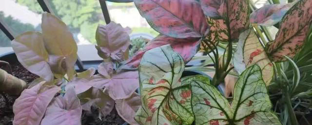 吸甲醛最厉害的10种花，养一盆空气越来越干净