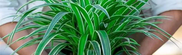 吸甲醛最厉害的10种花，养一盆空气越来越干净