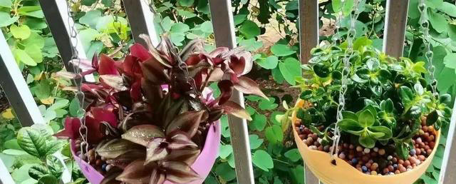 吸甲醛最厉害的10种花，养一盆空气越来越干净