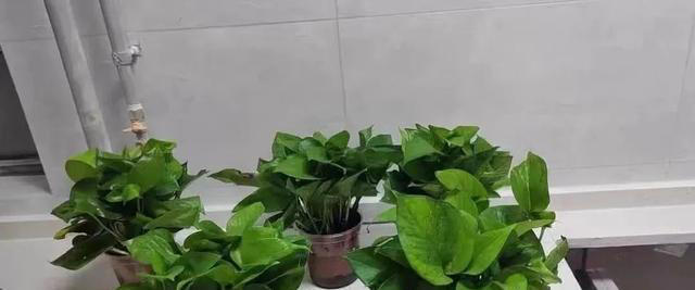 吸甲醛最厉害的10种花，养一盆空气越来越干净