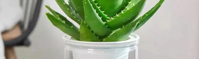 吸甲醛最厉害的10种花，养一盆空气越来越干净