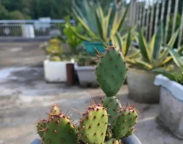 吸甲醛最厉害的10种花，养一盆空气越来越干净